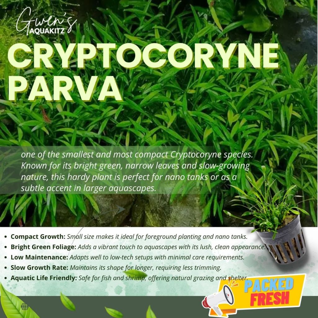CRYPTOCORYNE SELECTION by Gwen's Aquakitz - Crypto Green, Brown