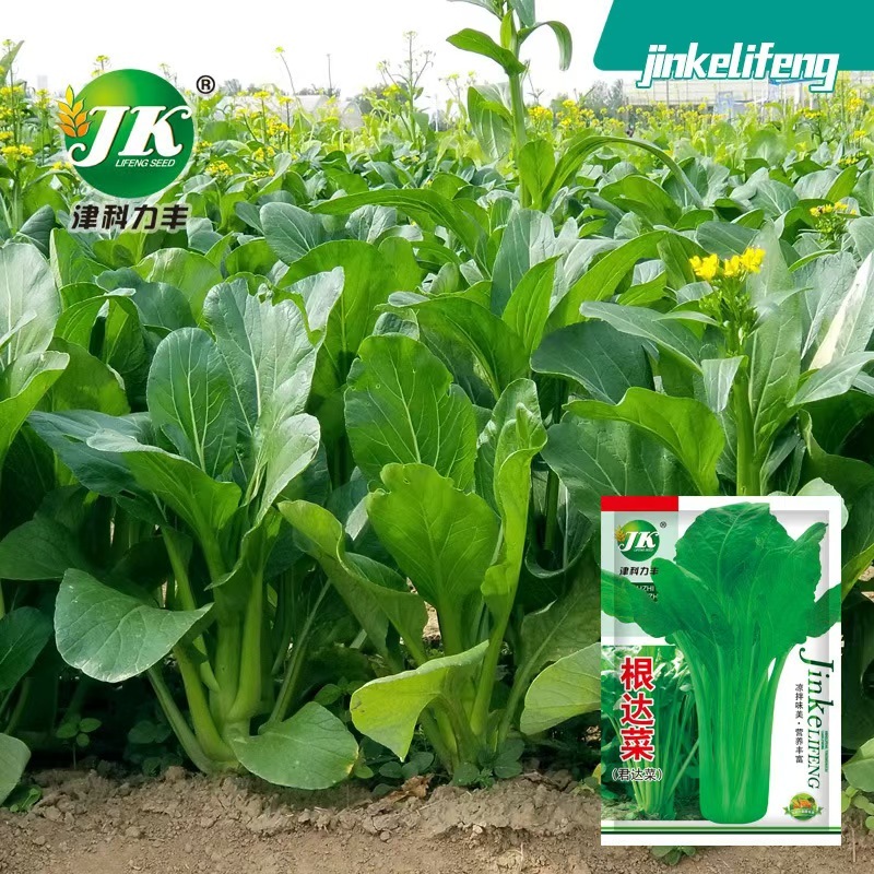 Genda Gulay buto Apat na Panahon Gulay buto (5g1 pack) | Shopee Philippines