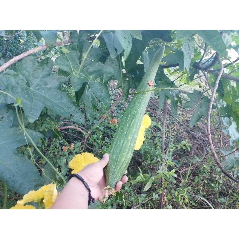 Jumbo Patola Mabango Long size, 10 seeds/pack | Shopee Philippines