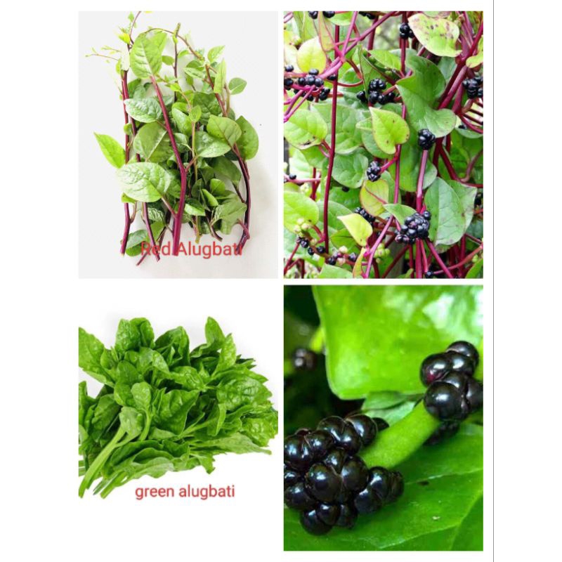 Alugbati seeds red and green malabar spinach seeds for planting ...