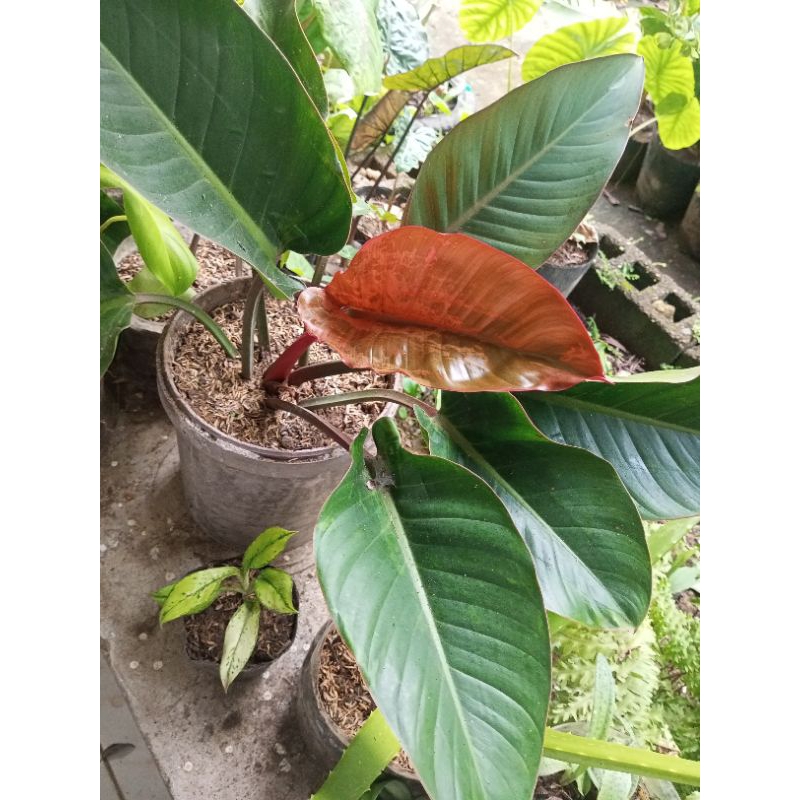 BLUSHING PHILODENDRON/RED LEAF/LIVE PLANT (small -medium-big) | Shopee  Philippines