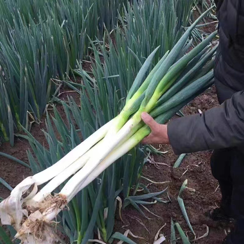 (500 Seeds)Giant Green Onion Seed- High Germination Spring Onion Seeds ...