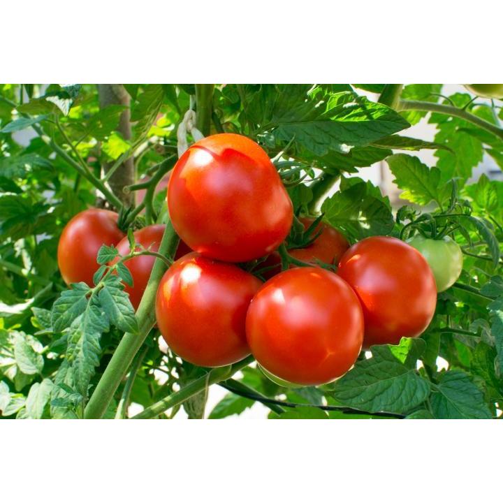 Tomato seeds / Kamatis Seeds (Hybrid) (200pcs seeds) | Shopee Philippines