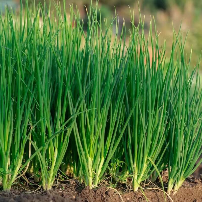 100pcs ONION Seeds Onion Spring Onion /Sibuyas | Shopee Philippines