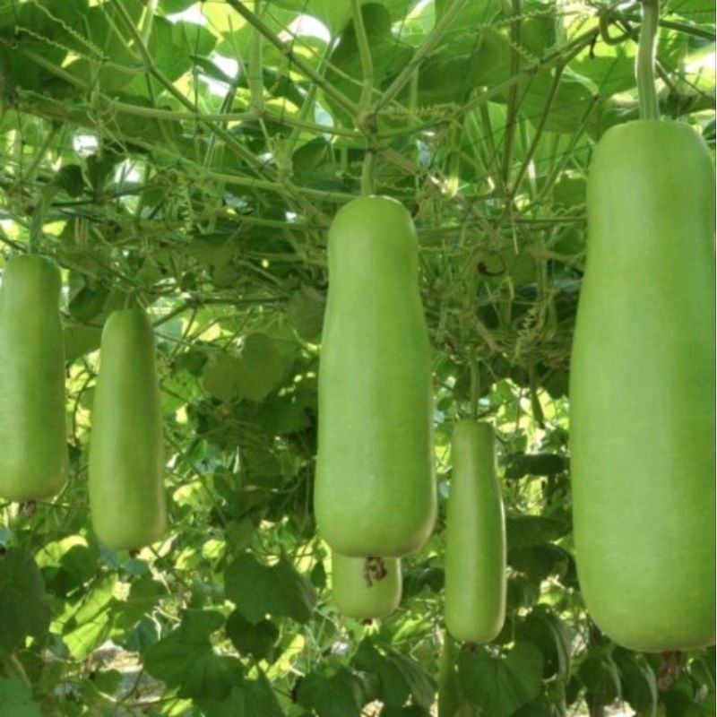 Upo Tambuli/ upo seeds for planting/ bottle gourd | Shopee Philippines