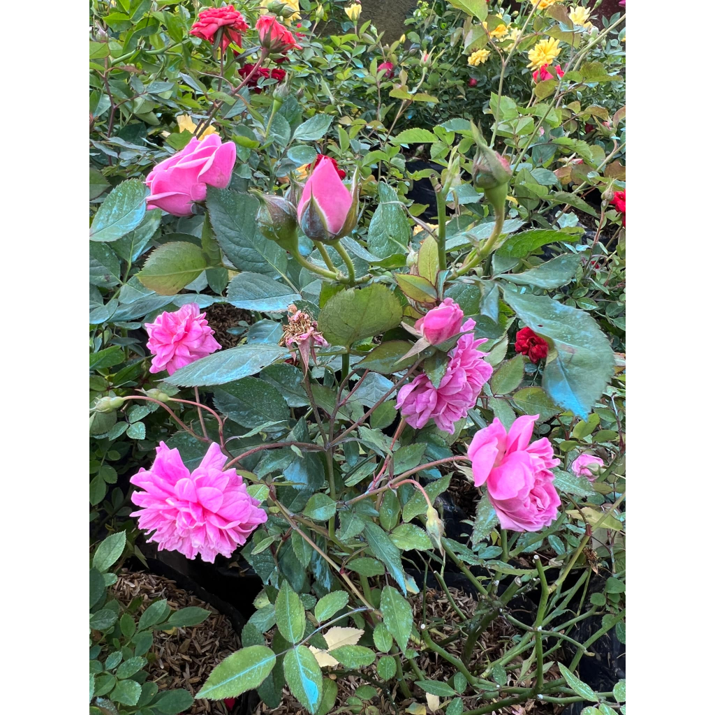 ASSORTED CHERRY ROSE REAL PLANT with FREE plastic seedling bag and ...