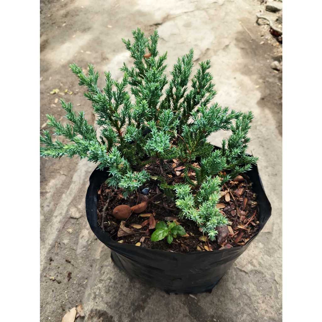 LIVE PLANT.. JUNIFER.. is a cypress family,can vary from upright and ...
