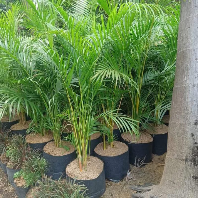 Areca Palm Live plants (Lush and Big) | Shopee Philippines