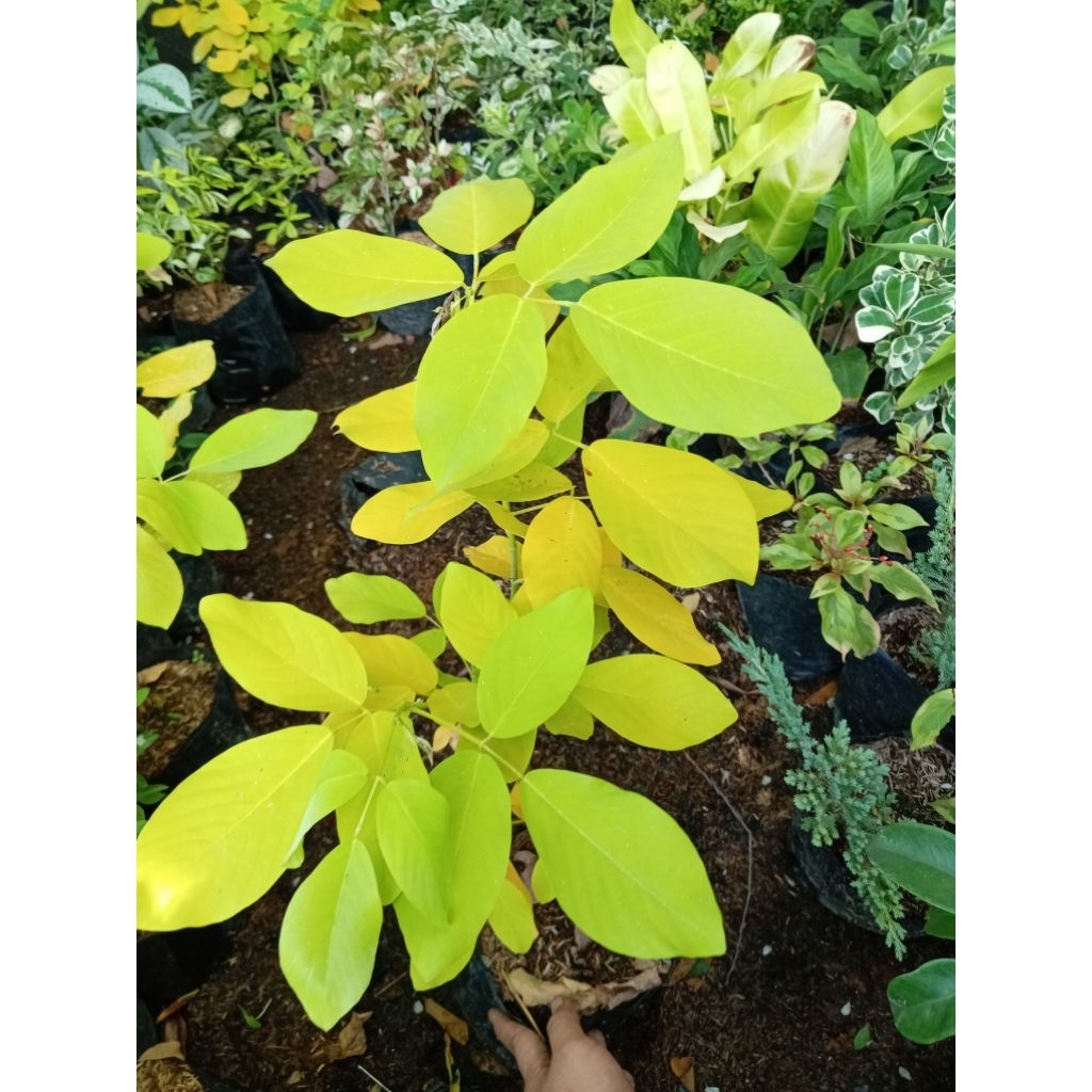 GOLDEN LEDIUM /KOREAN TREE (ROOTED PLANT ) | Shopee Philippines
