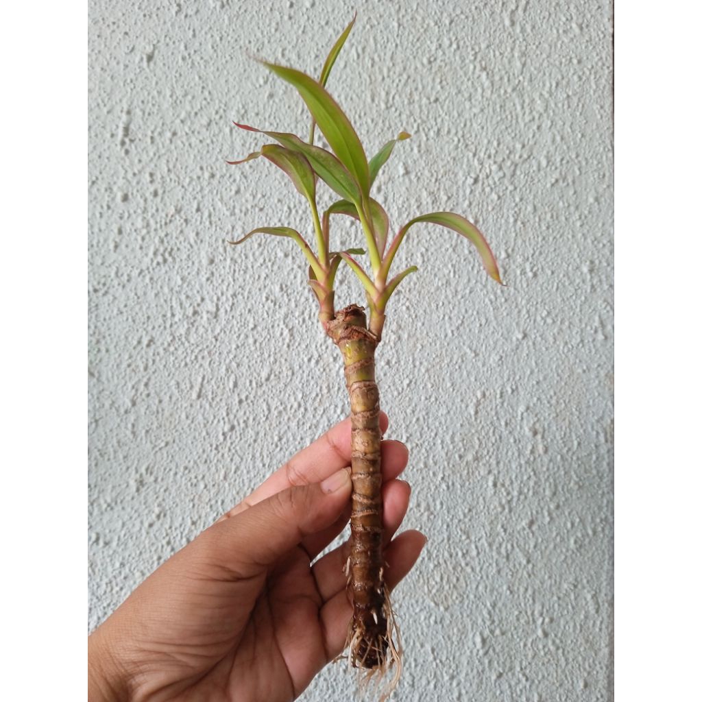 Ti plant cuttings. Cordyline fruticosa. Very cute and healty roots ...