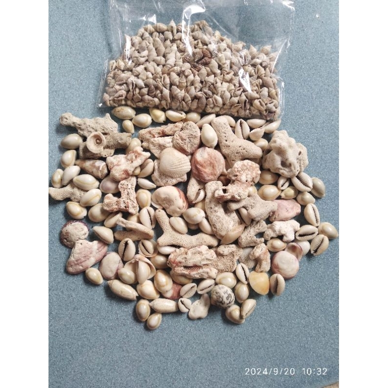Sea shells take all/limited stock | Shopee Philippines