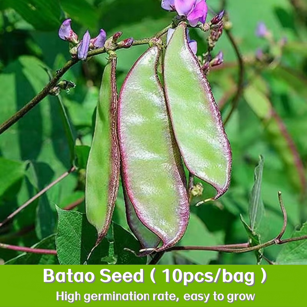 Batao Seeds - (10seeds）Batao or Hyacinth Bean Purple Seeds | Shopee ...