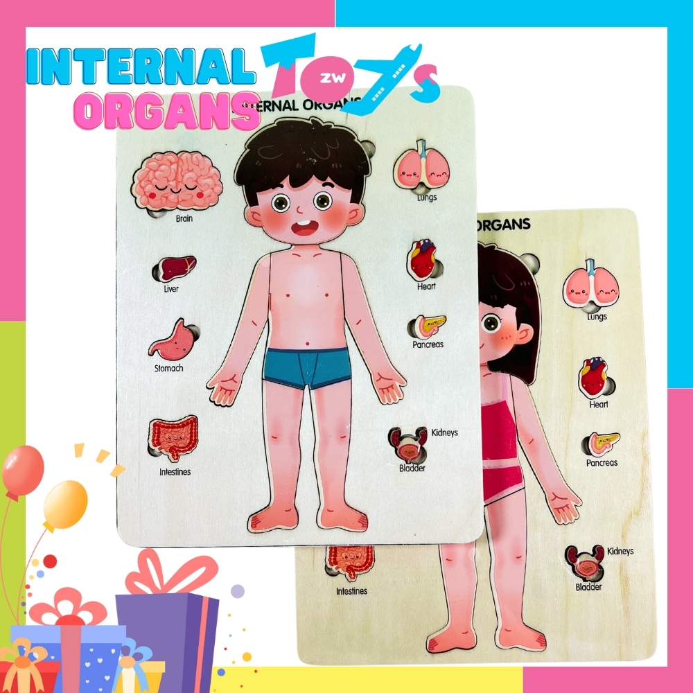 Wooden Internal Organs Multilayer Learning Anatomical Human Body Puzzle ...