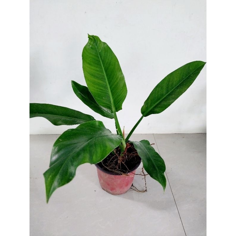 Green Orlando Philodendron | Shopee Philippines