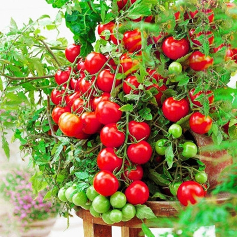 Tomato Seed - High Germination 200 Seeds Hybrid Tomato Seeds for ...