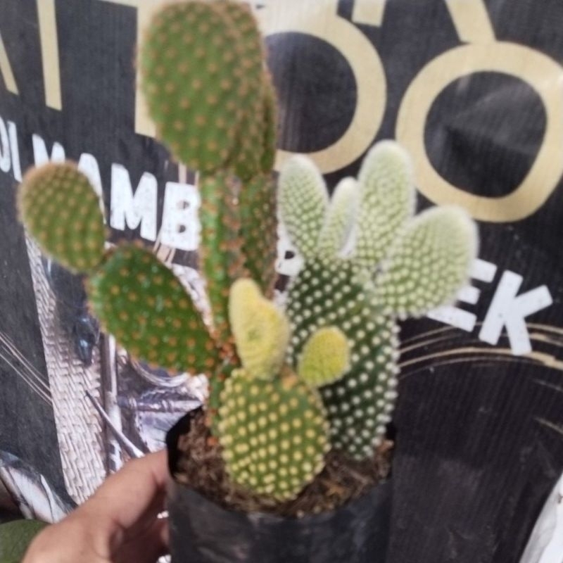 red and yellow bunny ear cactus random if ano available | Shopee ...