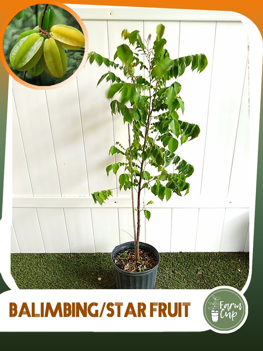 BALIMBING GRAFTED (Star apple) seedlings | Shopee Philippines