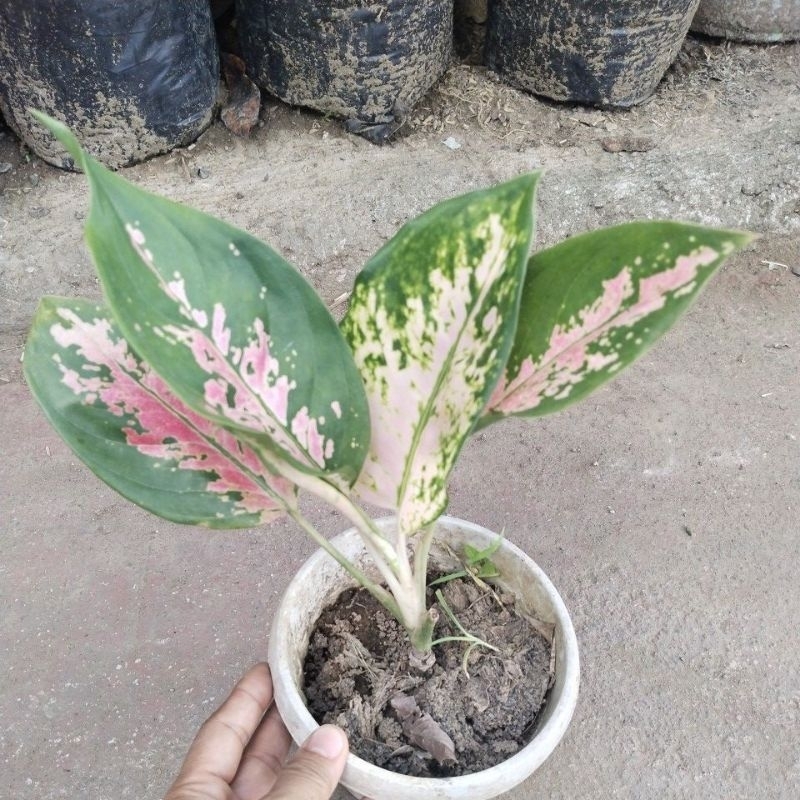 アクセサリー Hiroshi ランドクルーザー 250 ランクル 250系 ラゲッジ マット 背もたれ