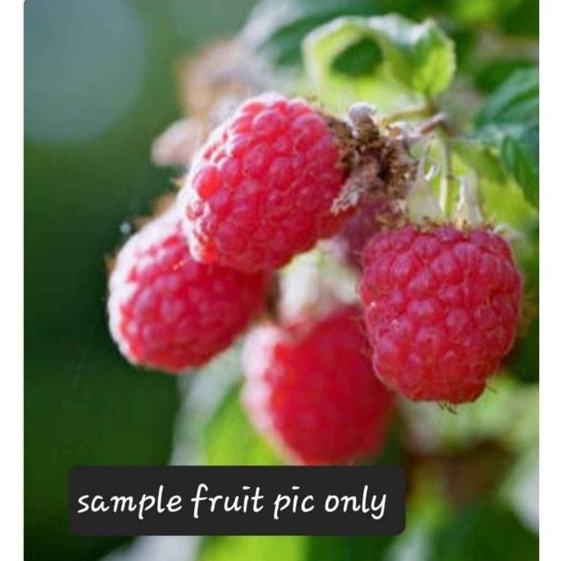 Heritage Raspberry plants (Live) | Shopee Philippines