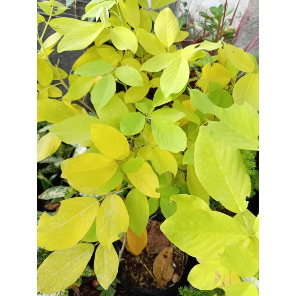 GOLDEN LEDIUM /KOREAN TREE (ROOTED PLANT ) | Shopee Philippines