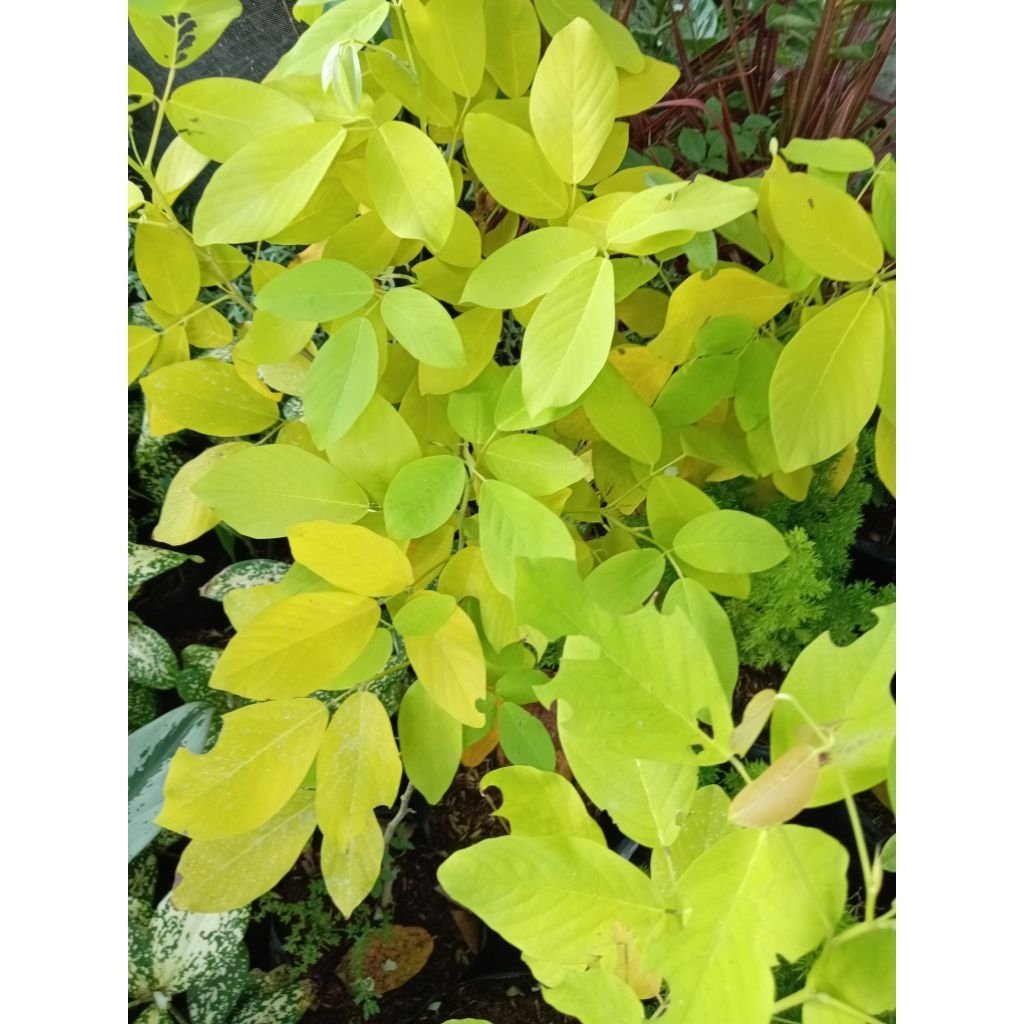 GOLDEN LEDIUM /KOREAN TREE (ROOTED PLANT ) | Shopee Philippines