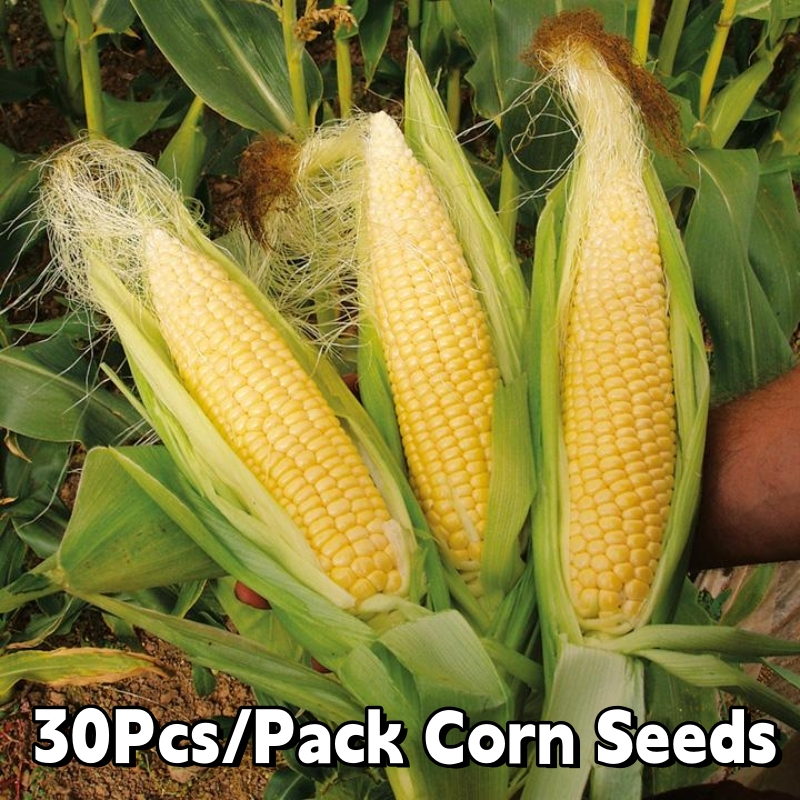 30Pcs/Pack Super Sweet Corn Seeds-Yellow Hybrid Corn Vegetable Seeds ...
