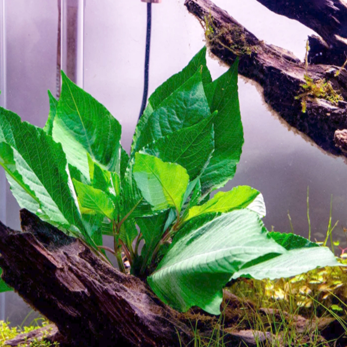 Picture of Hygrophila Corymbosa Compact Aquatic Plant | Shopee Philippines