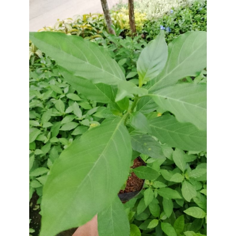 Plants seeds Herbs Rooted Green Tea in poly bag | Shopee Philippines