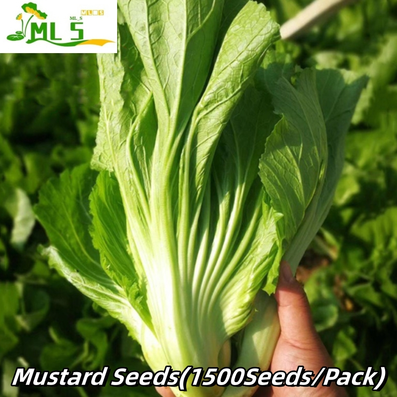 Mustard Seeds(1500Seeds/Pack)-Mustasa Seeds Vegetables seeds For ...