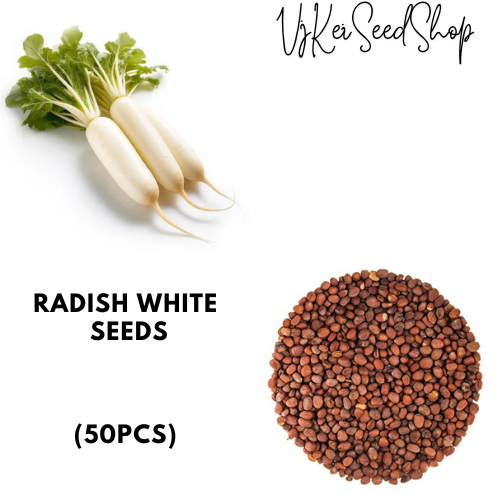 Raddish White Seeds (approx: 100pcs) | Shopee Philippines