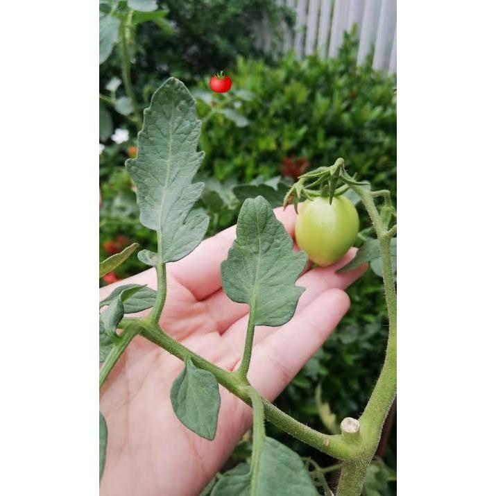 75 Pesos Kamatis Plant (Live Plant) with Free marble chip pebbles ...
