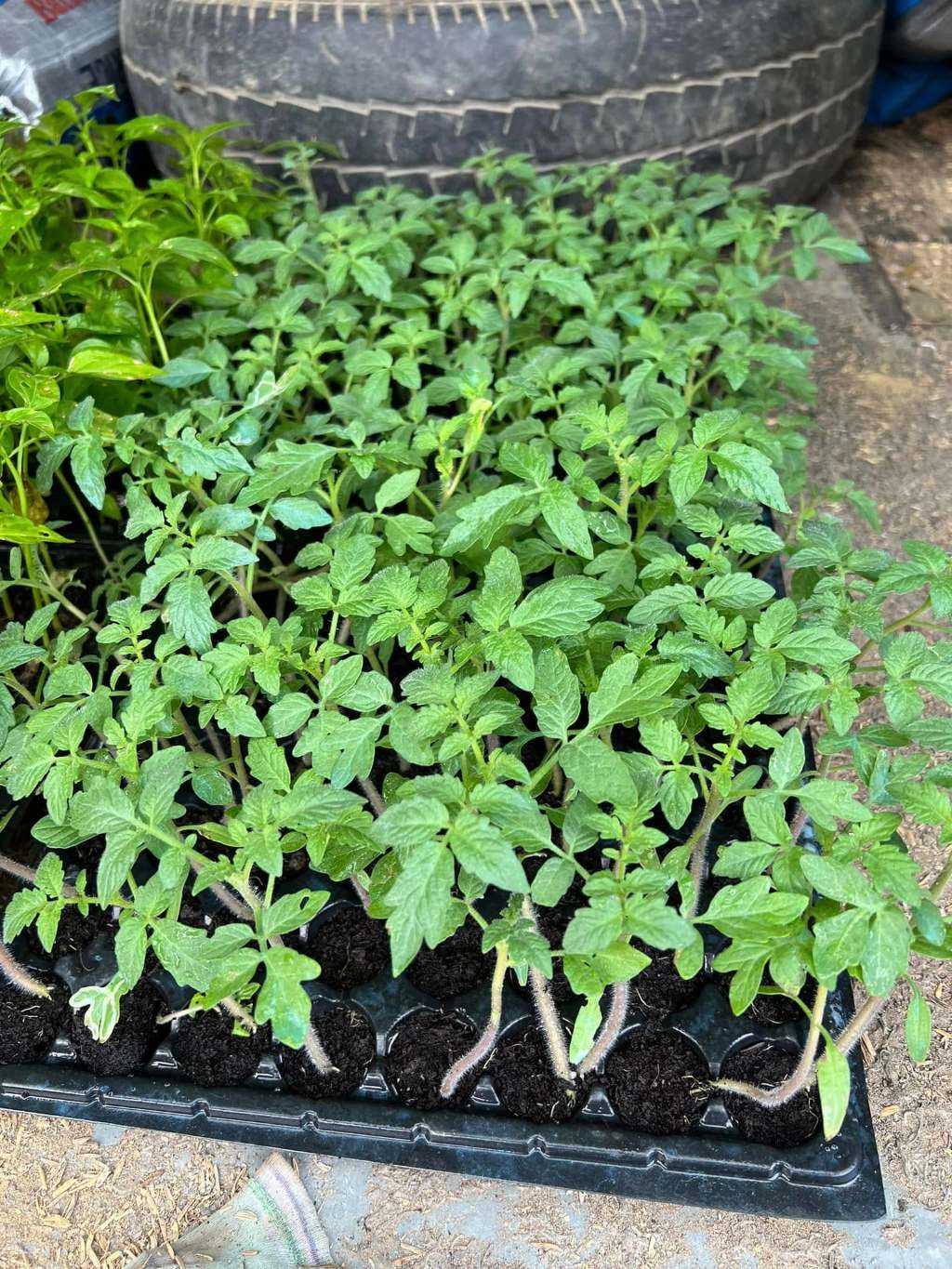 Kamatis/Tomato 12pcs (Diamante Max F1) Seedlings | Shopee Philippines