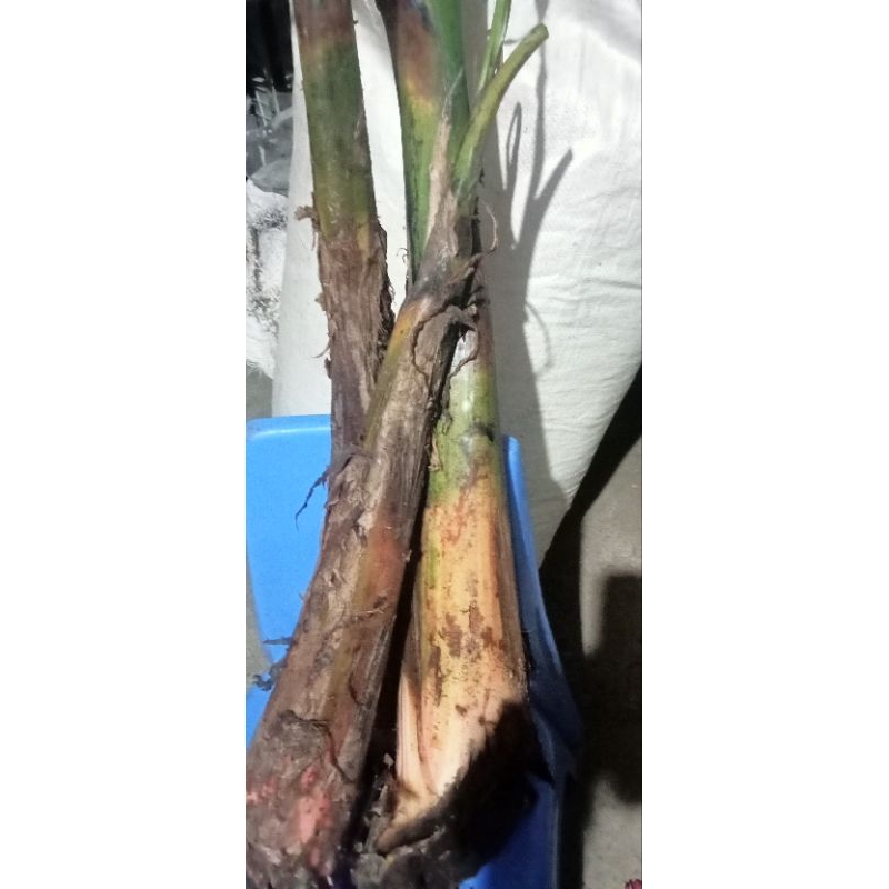 Banana seedling/ saging na Saba pantanim 10-25inches height... Manipis ...