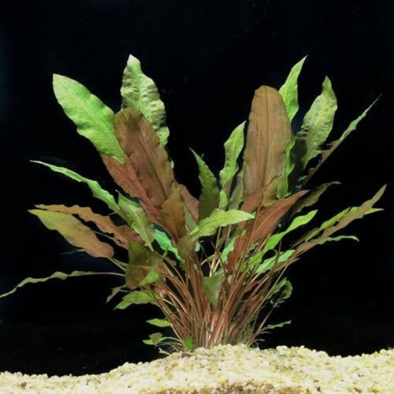 Cryptocoryne wendtii with roots Aquarium Plant | Shopee
