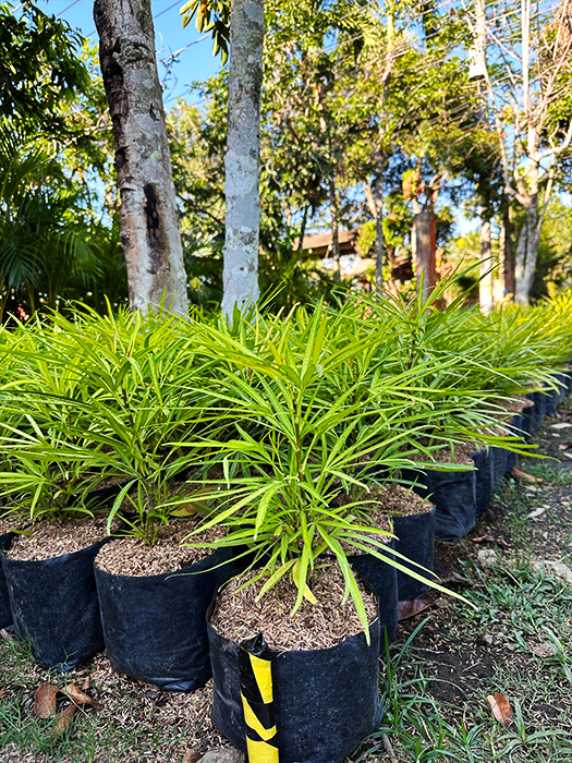 Golden Miagos Plant with FREE plastic seedling bag and garden soil ...