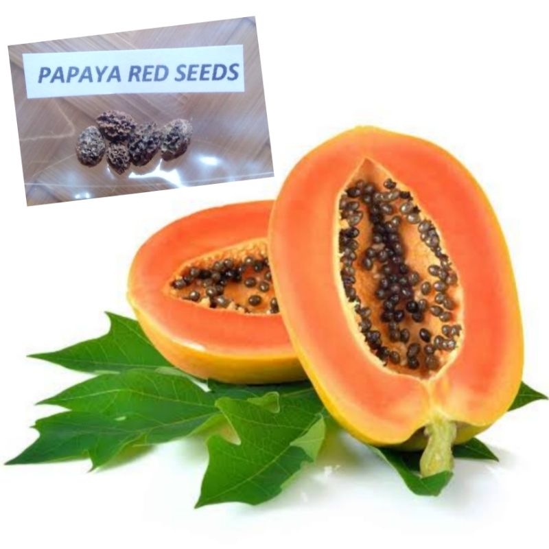 Papaya Red Lady 5 Seeds Per Pack | Shopee Philippines