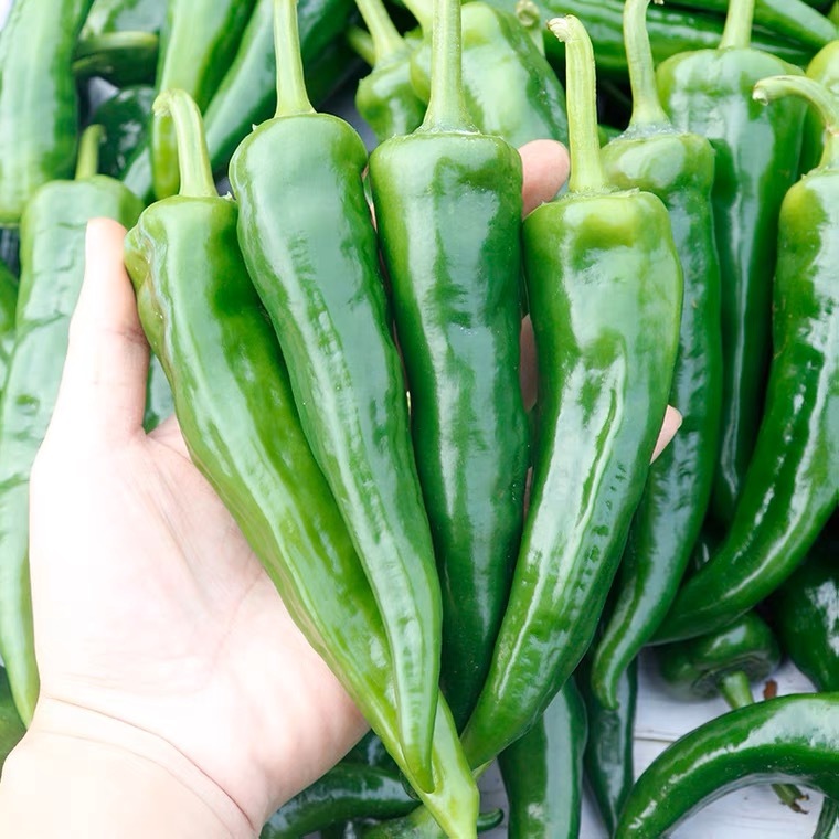 (100 seeds) Hot Green Chilli Pepper Seeds/Big Horn Pepper/Extra Hot ...