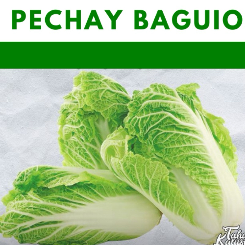PECHAY BAGUIO 30seeds/ Chinese Cabbage vegetable repacked seed | Shopee ...