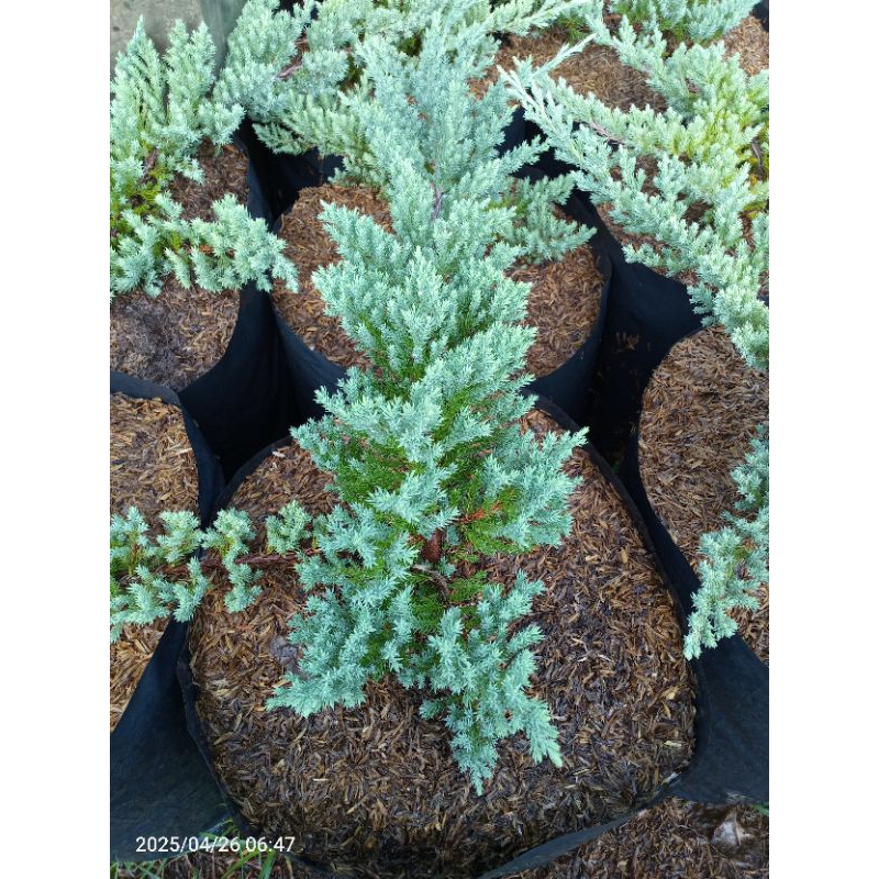 Creeping Junifer LIVE PLANTS (BUY 5+1 FREE ROOTED PLANTS) | Shopee ...