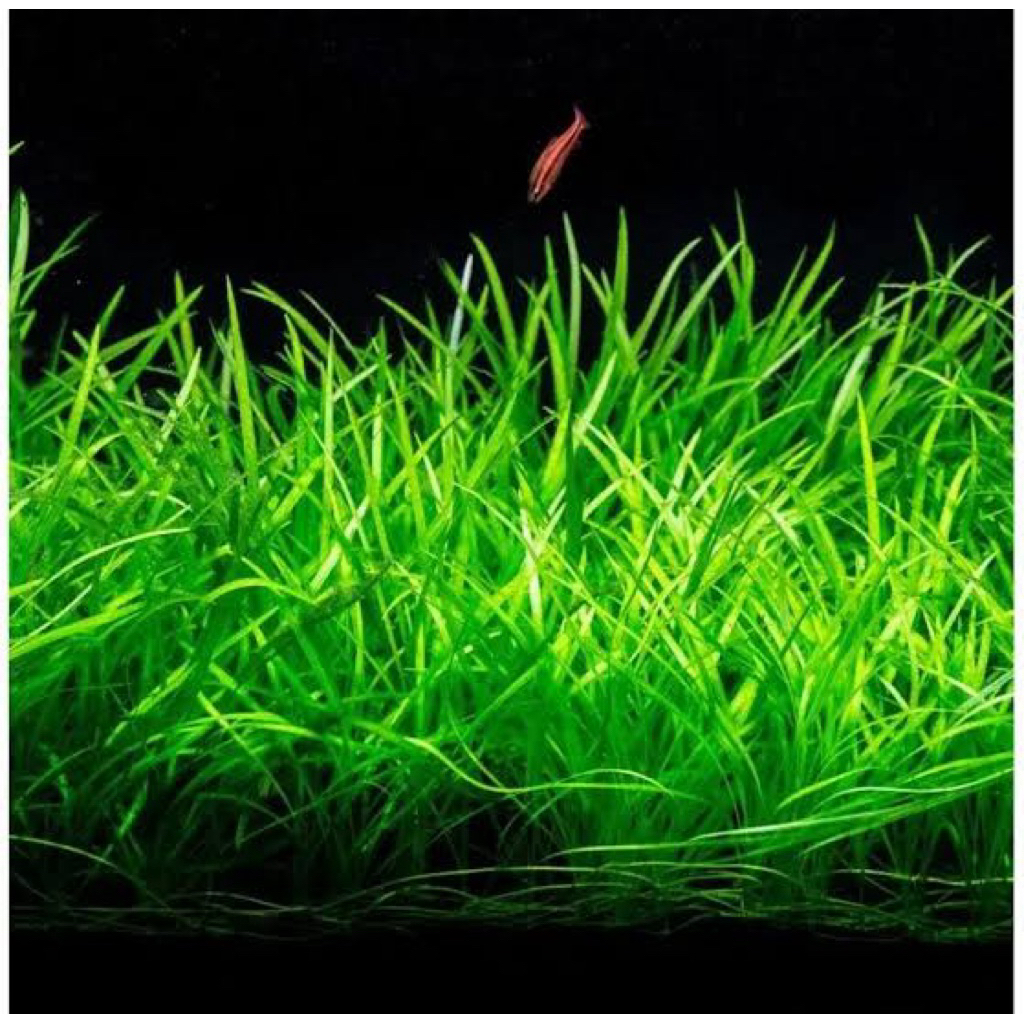ECHINODORUS TENELLUS MICRO (5 pcs rhizomes) lowtech aquatic plant ...