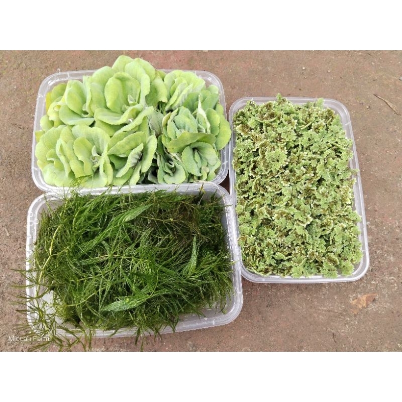 azolla mix duckweeds|Horn wort| water lettuce aquatic seed bulbs ...
