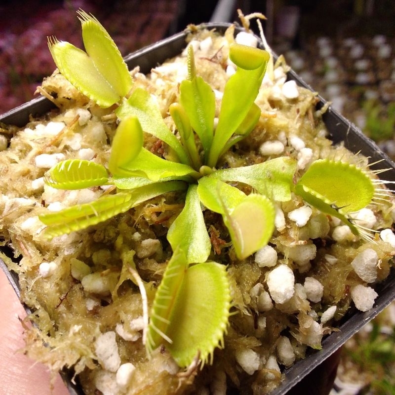 FAUCHARD Venus flytrap (potted/carnivorous plant/ seeds) Shopee