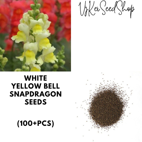 Snapdragon White Yellow Bell Seeds (approx: 100pcs) | Shopee Philippines