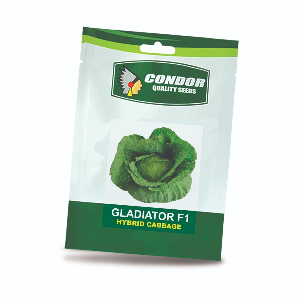 GLADIATOR F1 (1 GRAM) HYBRID CABBAGE CONDOR QUALITY SEEDS | Shopee ...