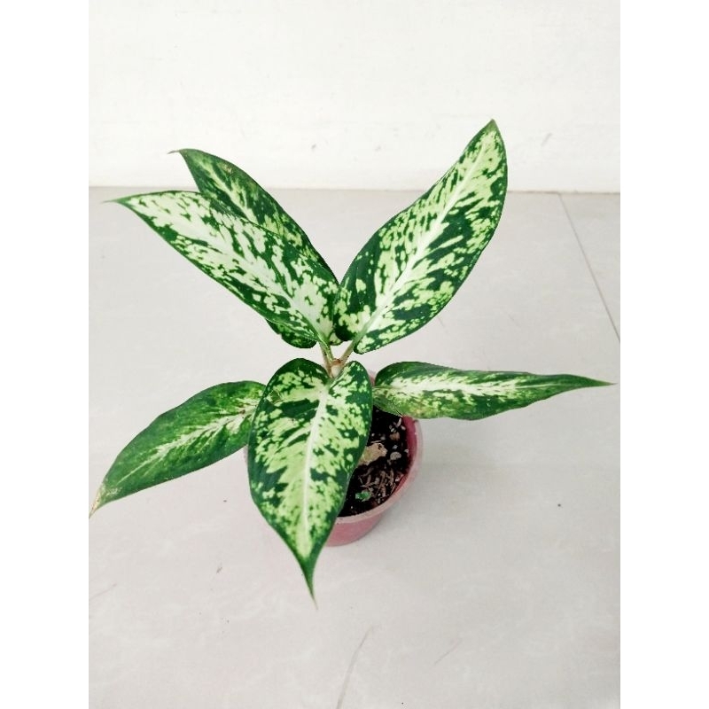 wholesale indoor plants Wholesale main image 0