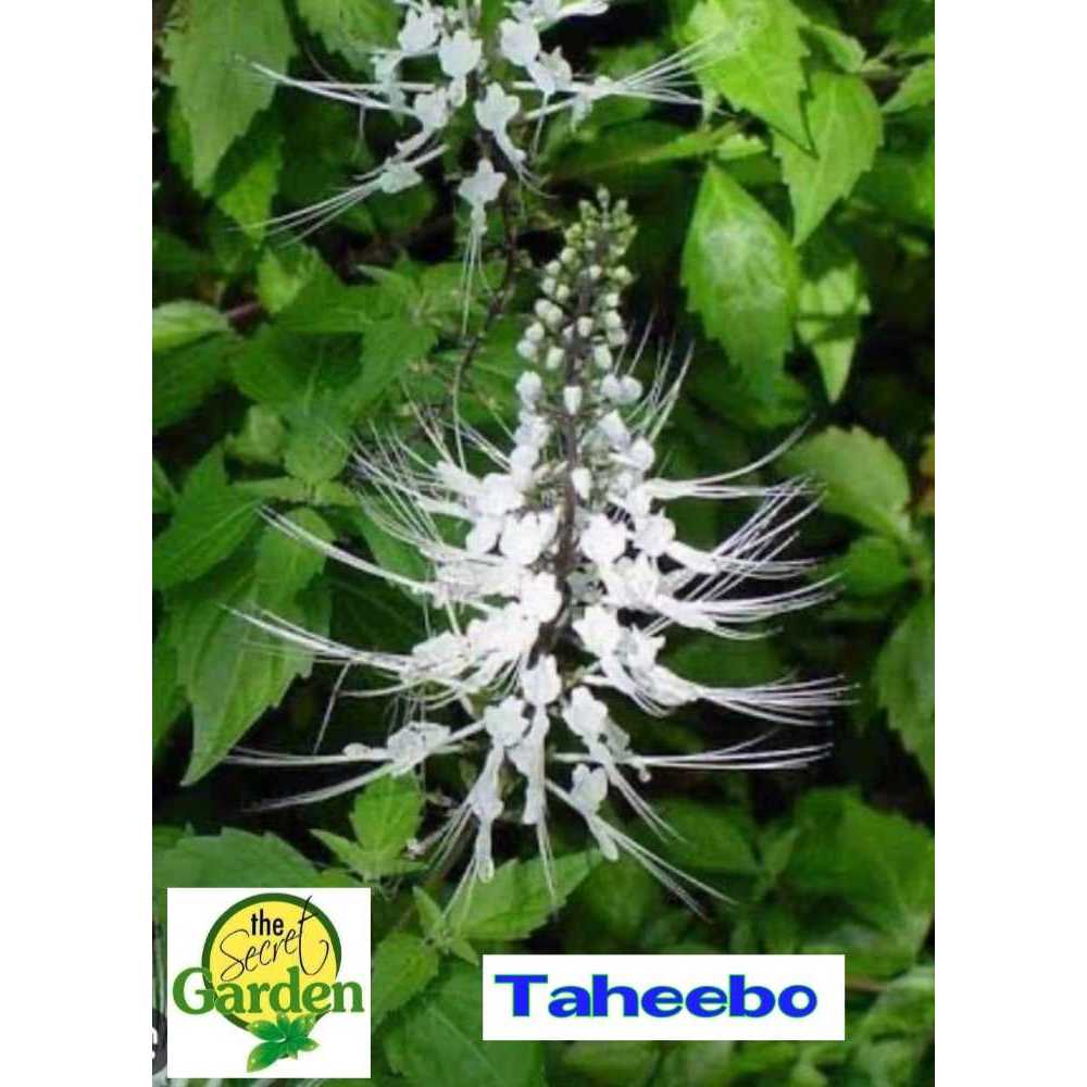 Buy 1 Take 1 TAHEEBO PLANT (NOT Seeds) with FREE garden soil. Real ...