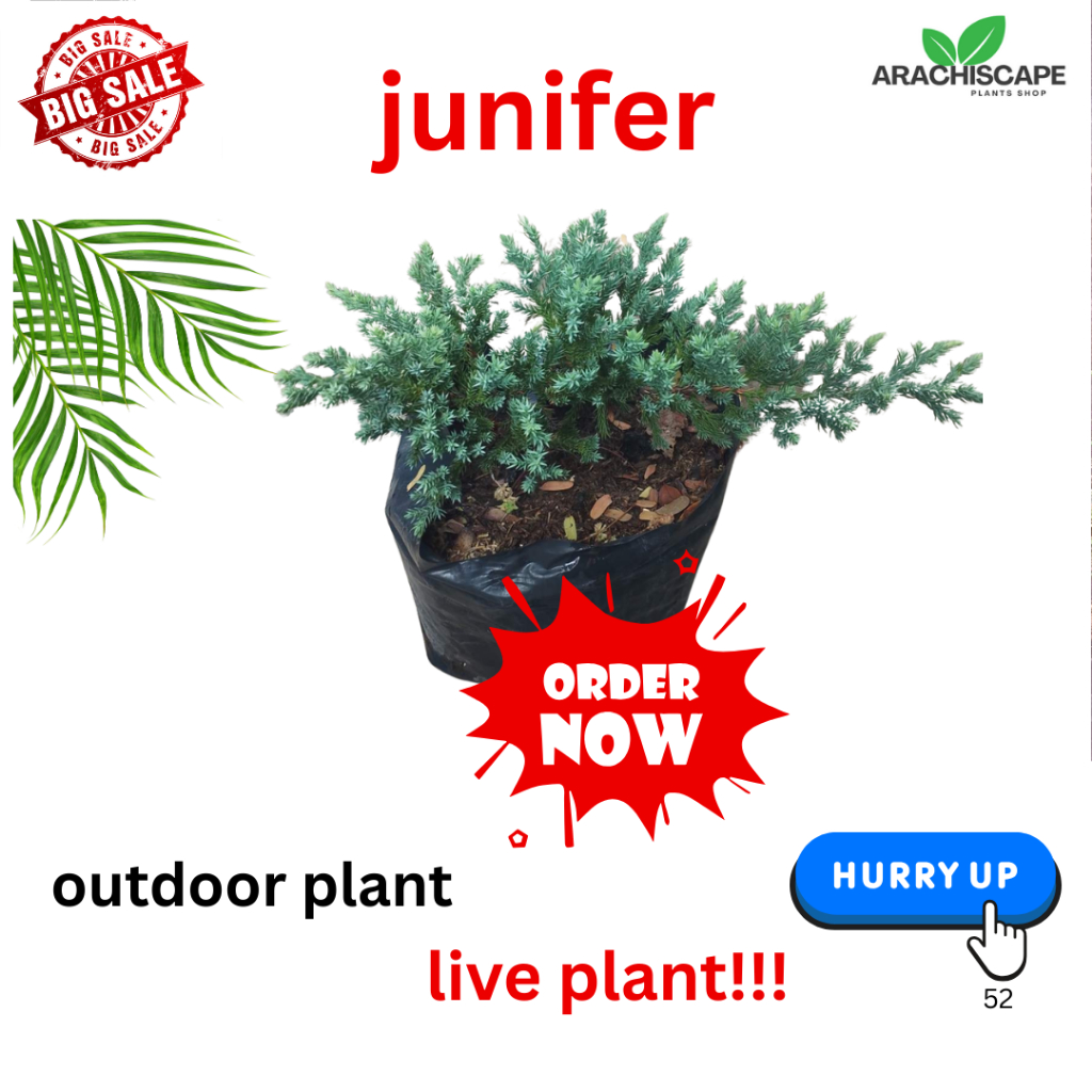 LIVE PLANT.. JUNIFER.. is a cypress family,can vary from upright and ...