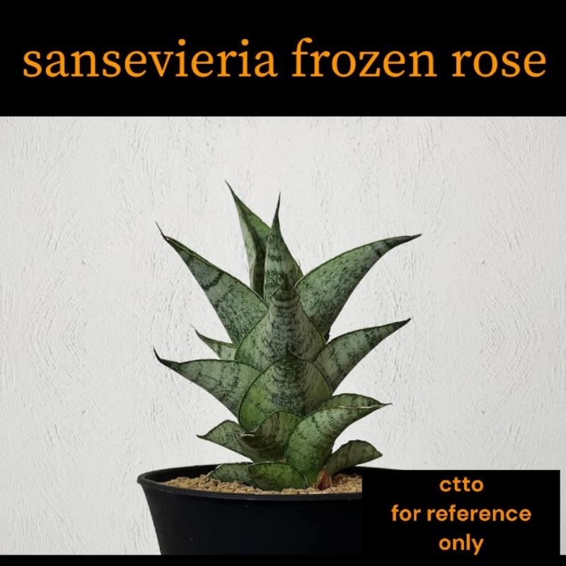sansevieria black jade BubbleBlooms Black Hahnii Jade Star Sansevieria Snake Plant in a 4 inc   Florida House Plants