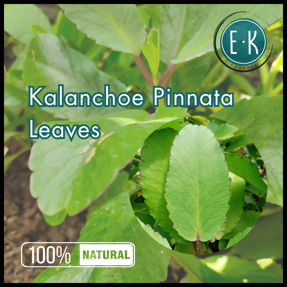 Katakataka Leaves | Dahon ng Katakataka | Kataka-taka | Kataka taka ...