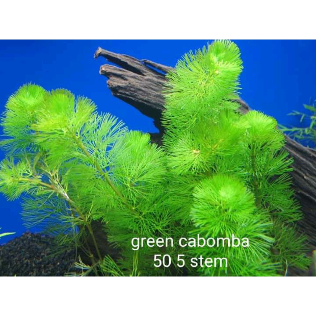 Cabomba | Pot Live Plant (Offer) - Aquarium Beauties